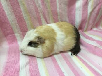 Rescue Guinea Pig Guinea Pigs for Adoption in San Diego, California - Kansas ( Living With Jazmine) | PetCurious
